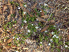 Diodia virginiana