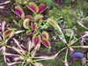 Dionaea muscipula