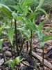 Disporopsis pernyi