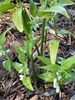 Disporopsis pernyi