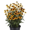 Small perennial with green lanceolate leaves & numerous flowers