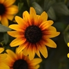 Close-up of black center disc and burnt orange to yellow petals