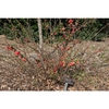 Double Take™ Chaenomeles speciosa 'Orange Storm'
