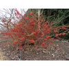 Form of the shrub