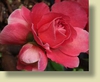 Double Take™  'Pink Storm' Chaenomeles speciosa