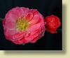 Double Take™  'Pink Storm' Chaenomeles speciosa