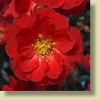 Double Take™ Chaenomeles speciosa 'Scarlet Storm'