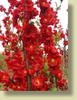 Double Take™ Chaenomeles speciosa 'Scarlet Storm'
