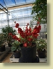 Double Take™ Chaenomeles speciosa 