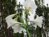 Formosana hybrid, Easter lily.