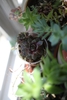 Form
