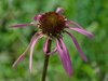 Echinacea laevigata