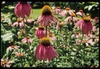 Echinacea laevigata