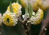 Clusters of yellow and white flowers.