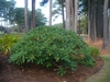 Shrub with rounded crown and large green leaves.