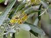 Elaeagnus angustifolia 
