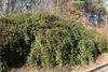 Whole plant