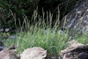 grass with upright spikes growing among rocks.
