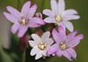 Epilobium ciliatum