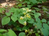 Epimedium in early spring