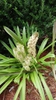 Eucomis comosa flower