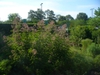 Form: Eupatorium purpureum in summer in Moore County