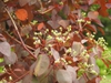Euphorbia cotinifolia flowers