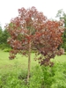 Euphorbia cotinifolia form
