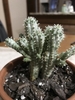 Young plant