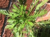 Euryops pectinatus 'Viridis'