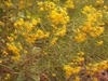 Euthamia caroliniana in the fall in Moore County