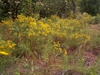 Euthamia caroliniana in the fall in Moore County