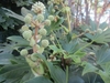 Compound umbel flower stalk. Flowers white.