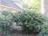 Large multi-stemmed shrubs with terminal flower stalks