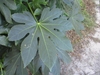 Large, palmately lobed leaf.