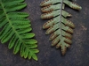 Upper side (left) and lower side (right) of fertile front