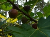 Ficus carica 'Brown Turkey' fruit in summer in Moore County