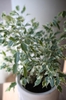 Ficus benjamina