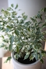 Ficus benjamina