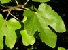 Ficus carica 'Brown Turkey' leaves in summer in Moore County