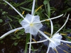 Close up of flower