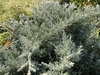 Foliage in August in Mercer County, New Jersey