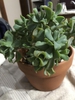 Form