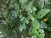 Frangula caroliniana