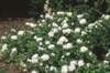 Rosa 'F. K. Druschki'
