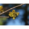 Fraxinus pennsylvanica 'Centerpoint'
