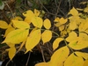 Fraxinus pennsylvanica