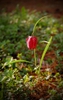 Fritillaria meleagris
