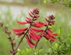 Cherokee-bean