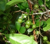 Gaylussacia dumosa